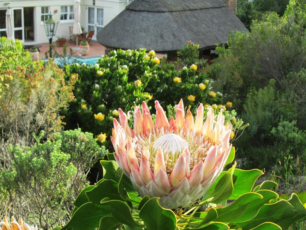 Von Abercron Residence Hermanus Rum bild